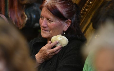 Las personas llevaron a distintas mascotas: perros, gatos, hámsters, pollitos, conejos, etc, a la bendición en la iglesia de San Francisco.