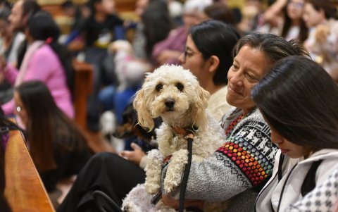 Las bendición de mascotas es una celebración religiosa popular que se repite el 4 de octubre de cada año.