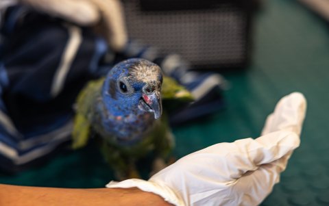 Un loro llegó al Hospital Tueri con quemaduras en las alas y la cola.