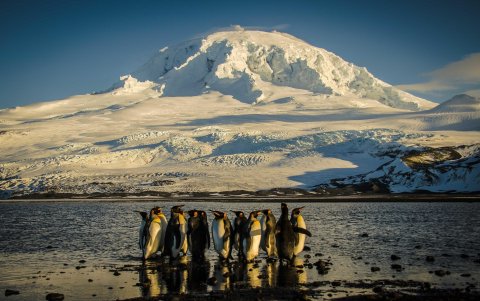 Pingüinos emperador en la orilla de la Bahia Corintian. El Gobierno australiano anunció este martes que cuadruplicó la superficie del parque marino que rodea a las islas Heard y McDonald.