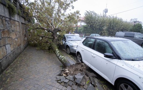 Vista de un árbol caído este miércoles al paso de la borrasca asociada al ya desecho huracán Kirk, que ha dejado un reguero de incidencias por toda Galicia.
