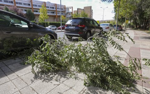 Numerosas caídas de árboles y tejas han marcado las primeras horas.
