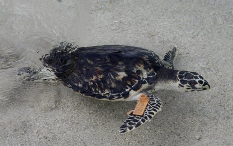 Ejemplar de tortuga carey, las poblaciones de especies de agua dulce son los que han sufrido un mayor declive.