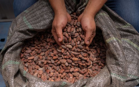 Alimento. La pepa dorada que se cultiva en Ecuador.