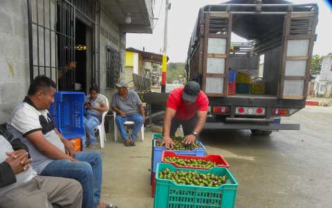 La comercialización de la ciruela en Juntas del Pacífico mueve la economia de la comuna.