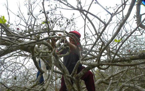 La cosecha de ciruela se encuentra en pleno apogeo en Juntas del Pacifico. En este lugar de Santa Elena familias enteras viven de la fruta.
