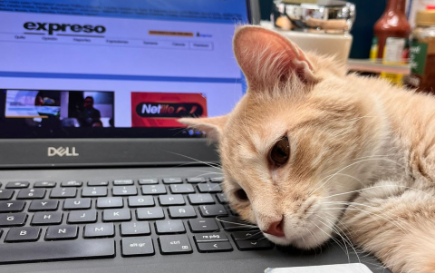 La 'gatoterapia' puede ayudar a tu salud mental. El de la foto es Latte, uno de los gatos de la redacción de EXPRESO.