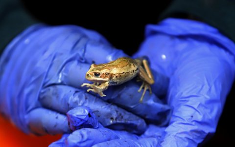 Especies. También se reinsertó a seis juveniles y siete subadultas.