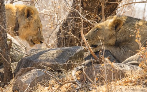 Una pareja de leones que viven actualmente en la región de Tsavo, Kenia.