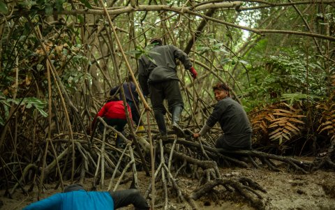 La conservación del cangrejo rojo del manglar movilizó a los capturadores del crustáceo a aliarse con la academia. Esta es su única fuente de ingresos.