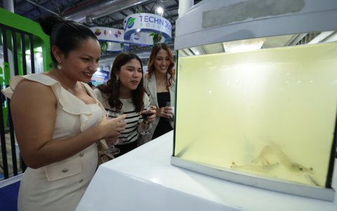 Feria. Uno de los stand de Aqua Expo 2024, allí se ve camarones en crecimiento.