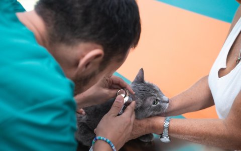 La clínica atiende de forma totalmente gratuita a las mascotas de quienes viven en la calle, a los ancianos sin familia, y asegurar así 
