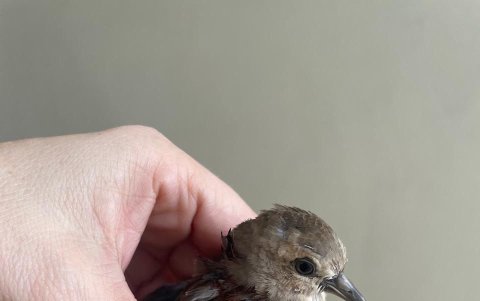Uno de los gatos estudiados para la muestra cazó aves nativas.