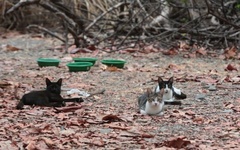 Gatos en el Parque Lineal de la Kennedy