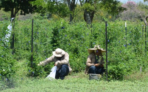 Cultivadores durante la recolecta de semillas de frijol para ser investigadas por el Centro Internacional de Agricultura Tropical (CIAT), en Palmira (Colombia).