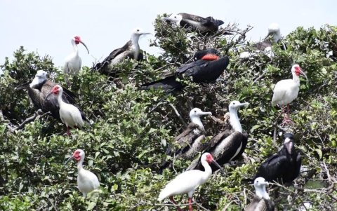 El Morro es el escenario de un avistamiento de aves migratorias. Cada año se suman más. 

AG- EXTERNO