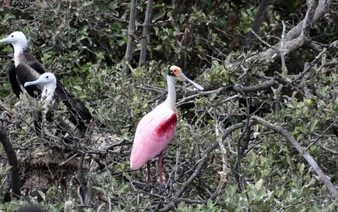 Alrededor de 12.000 kilómetros recorren las aves, desde Alaska, para buscar zonas más templadas, como Ecuador
AG- EXTERNO