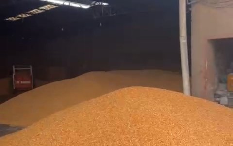 Producción. Una de las fotos que han mandado los agricultores para demostrar que han cosechado y que la industria no les ha comprado el alimento.