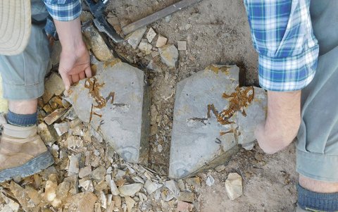 Laja con huesos del renacuajo de 
