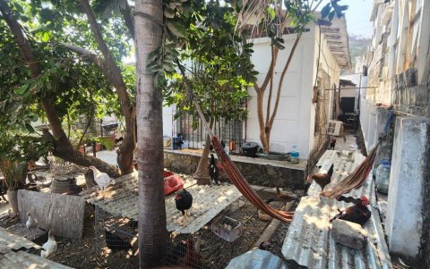 En la casa de Los Ceibos, las aves permanecían en mal estado. En el sitio se halló medicamento para curar sus heridas tras las peleas clandestinas.