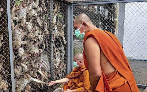 Decenas de monos invadieron una comisaría de la Policía en la ciudad tailandesa de Lopburi tras una fuga masiva de 200 de ellos.