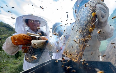 Las mujeres de la asociación Hojuelas de Miel utilizan un ahumador de colmenas para ahuyentar a las abejas mientras cosechan miel, en Chilal de La Merced, el 22 de julio de 2024.