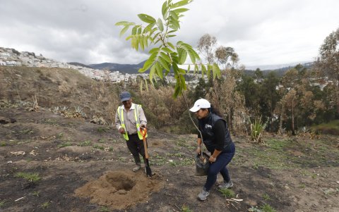 La reforestación se hará con la comunidad a través de las mega mingas.