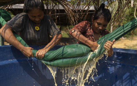 Mujeres indígenas de la etnia Mundurukú trabajan en el procesamiento de yuca para producir harina en la aldea Kaba Biorebu de la Tierra Indígena Mundurukú.