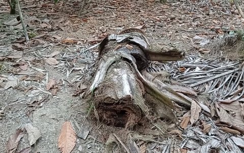 El picudo negro ingresa a la palma por la tierra y se la come, hasta derribarla.