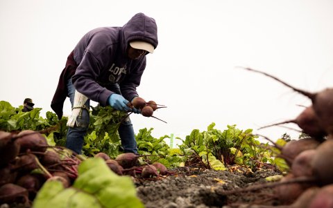 Un trabajador agrícola recoge remolachas en un campo temprano en la niebla de la mañana mientras el sur de California enfrenta una ola de calor, en Camarillo, California, el 3 de julio de 2024.