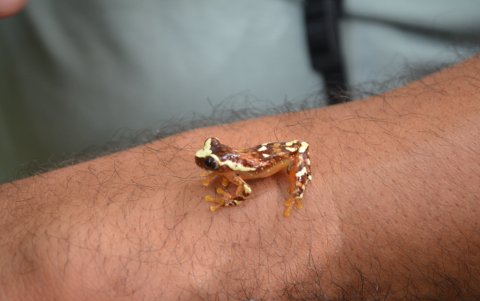 Descubren al Atelopus colomai, una rana en peligro crítico encontrada cerca de Puyo.
