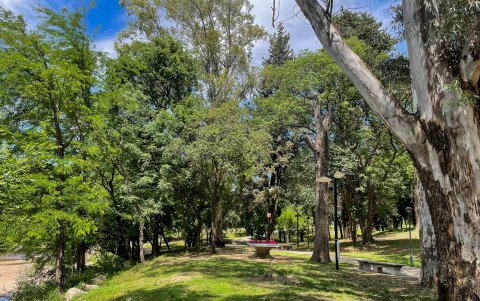 Fotografía del 3 de noviembre de 2024 de un bosque en la Ciudad de Villa Carlos Paz en provincia de Córdoba (Argentina).