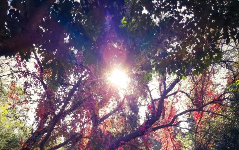 Un grupo de escritores argentinos que crearon en 2020 el primer Bosque de la Poesía en la localidad de Carlos Paz, en respuesta a los incendios provocados.