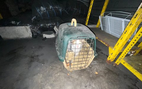 En estas condiciones pasaba el felino todo el día: encerrado y sin alimentación. En la noche lo soltaban para que mate a los roedores.