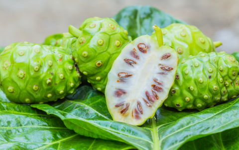 El noni es un fruto al que se le atribuyen propiedades antimicrobianas, antiinflamatorias, antioxidantes.