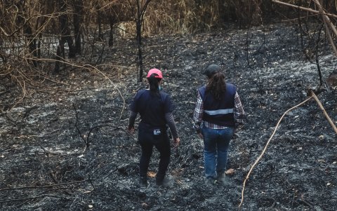 A lo largo de la semana, técnicos, biólogos y veterinarios recorrerán el área para brindar ayuda a los animales afectados.