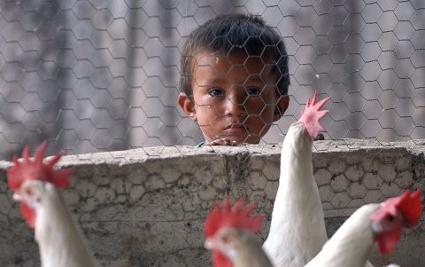 En la imagen de archivo, un niño hondureño observa a las gallinas en una granja avícola.