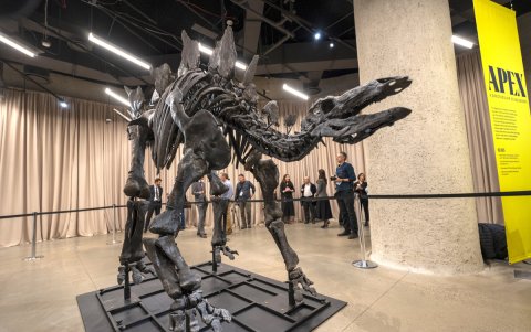 El Museo Americano de Historia Natural presentó su nuevo 