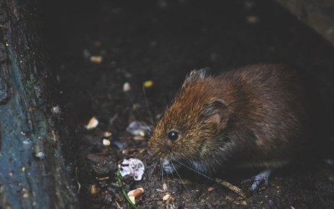 Distintos barrios de Guayaquil reportan esta problemática.