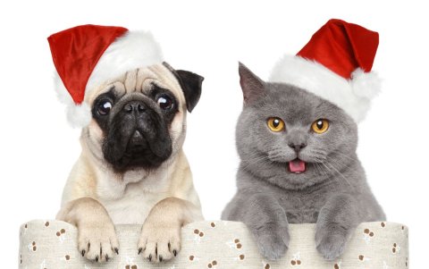 Los perros y gatos son altamente sensibles al ruido. Cuidarlos en las fiestas navideñas y de fin de año es esencial.