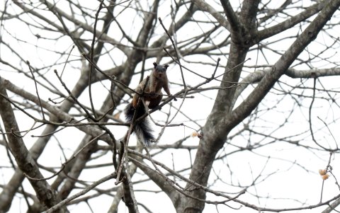 Un individuo de ardilla de Guayaquil.