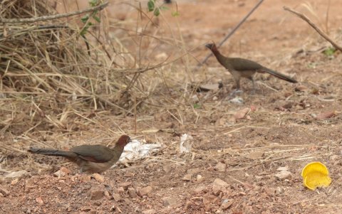 Dos individuos de pájaro cuco ardilla, en Cerro Azul.