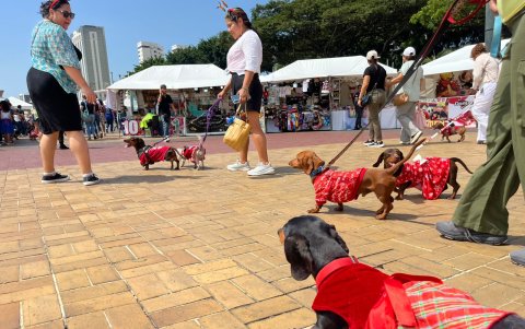 Los dueños de estos canes se movilizaron hasta el Hemiciclo de la Rotonda.