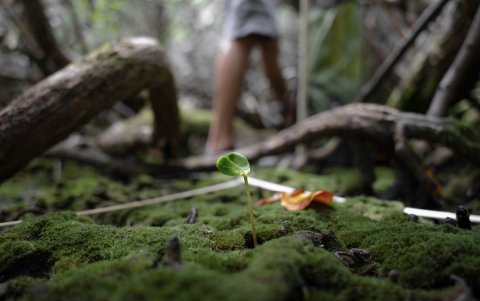 Un tallo de manglar dentro de un área donde crece esta especie vegetal.