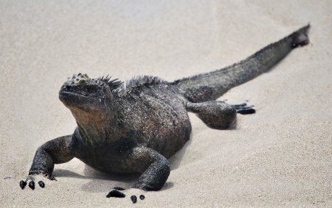Una iguana marina camina el 15 de diciembre de 2024 en una de las playas de Puerto Villamil