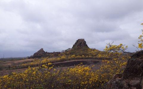 El florecimiento de los guayacanes atraen a los turistas.