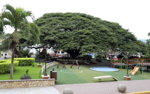 Foto del centenario árbol de Anacahuite, este lunes en la plaza del municipio de San Nicolás, departamento de Santa Bárbara (Honduras).