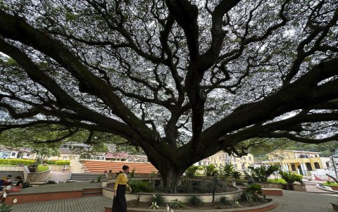 Una persona atraviesa la plaza de San Nicolás. El centenario árbol de Anacahuite, cuyas ramas cubren casi toda, impone su presencia.