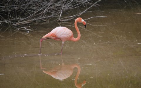 La población de flamingos en el archipiélago ecuatoriano de Galápagos está en 