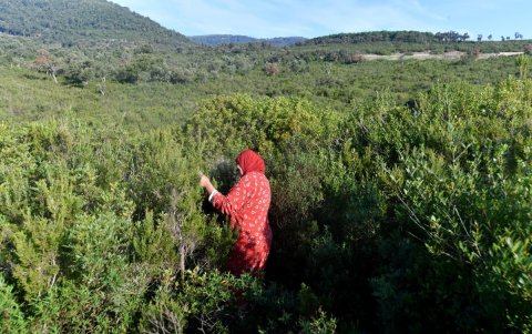 Una mujer recolecta plantas aromáticas y medicinales en las montañas de la aldea de Tbainia, cerca de la ciudad de Ain Drahem, en el noroeste de Túnez.